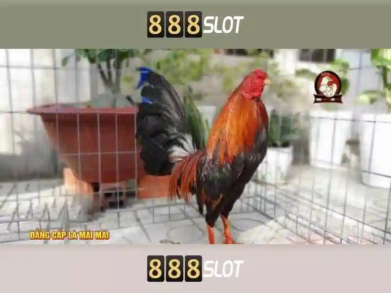 888slot - Tổng quan về nền tảng đánh bài trực tuyến